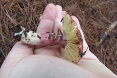 Russula torulosa
