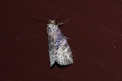 Bryophilina mollicula