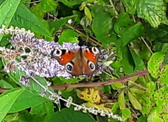 Aglais io