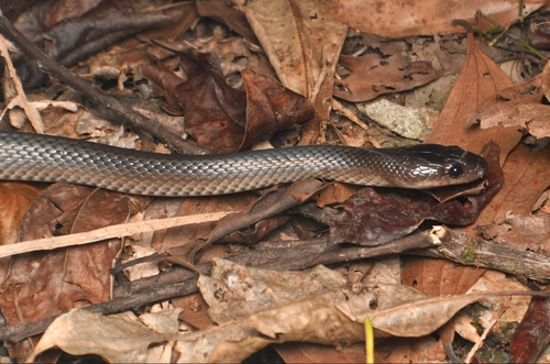 Slaty-grey snake sighting