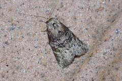 Bryophilina mollicula