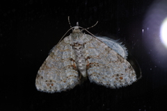 Trichopterigia consobrinaria