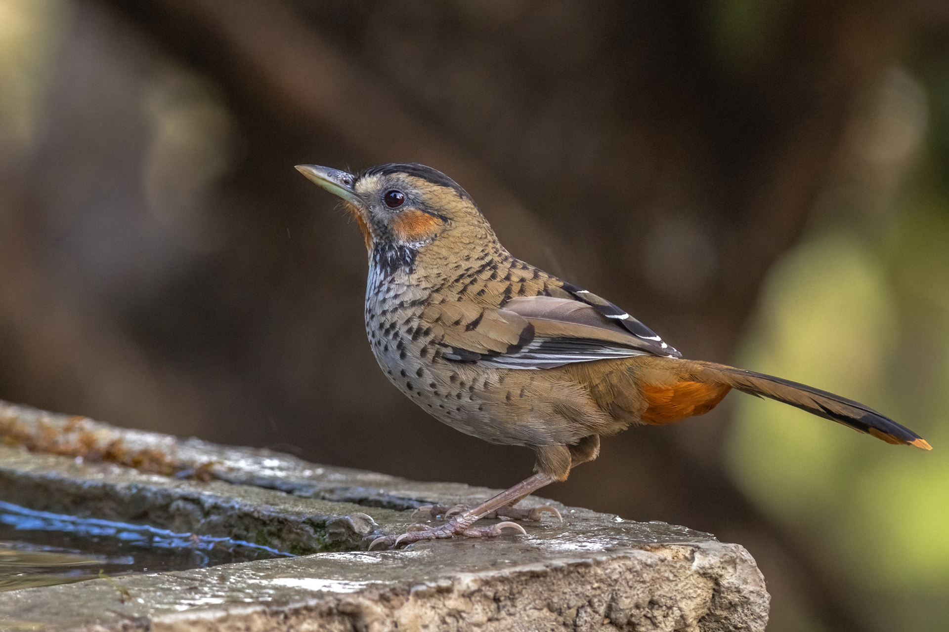 Rufous-chinned Laughingthrush (Ianthocincla rufogularis)
