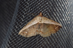 Eugnathia lunifera