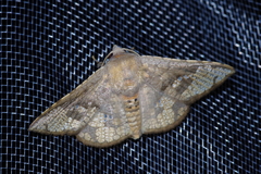 Canaea ryukyuensis