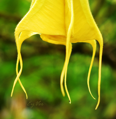 Brugmansia versicolor