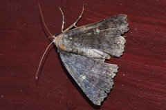 Hypersypnoides submarginata