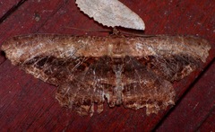 Chorodna pseudobolima