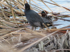 Fulica atra