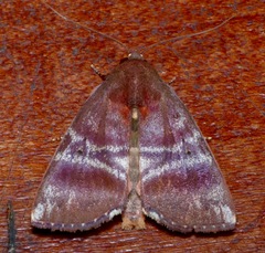 Xenochroa mediogrisea