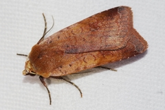 Diarsia canescens