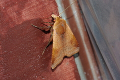 Diarsia canescens