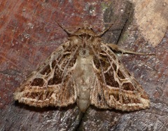 Phlogophora emphanes