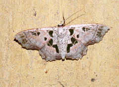 Scopula divisaria