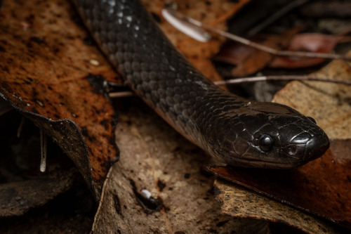 Eastern Small-eyed Snake sighting
