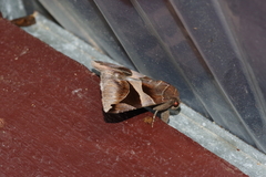 Bastilla arcuata