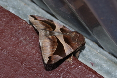 Bastilla arcuata