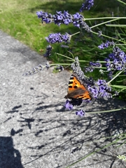 Aglais urticae
