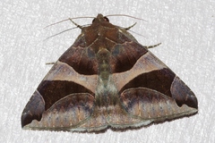 Bastilla arcuata