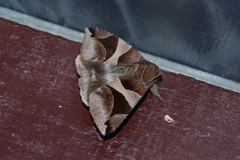 Bastilla arcuata