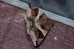 Bastilla arcuata