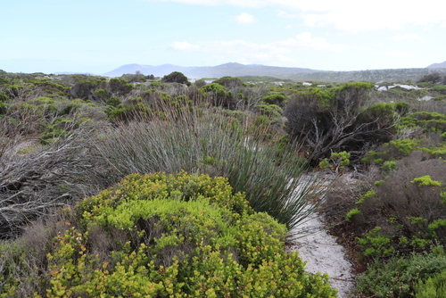 Dune Thatchreed (Thamnochortus spicigerus)