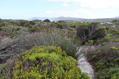 Thamnochortus spicigerus, photograph (c) Tony Rebelo, some rights reserved (CC BY-SA)