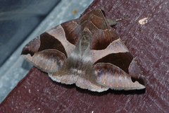 Bastilla arcuata