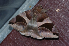 Bastilla arcuata