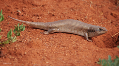 Trachylepis brevicollis
