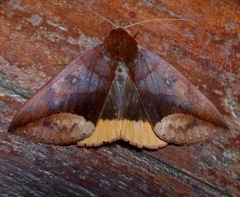 Thyas javanica