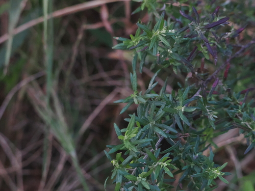 Artemisia lancea iNat (2)