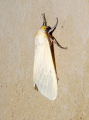 Pareuchaetes pseudoinsulata