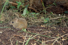 Oligoryzomys nigripes