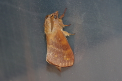 Dendrolimus okinawanus