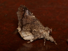 Masca abactalis