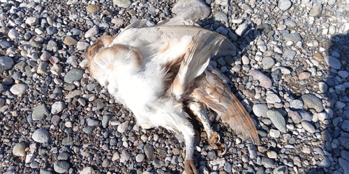 View observation of {o.common_name} on iNaturalist