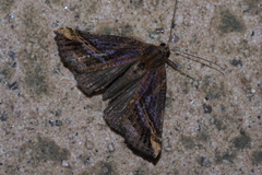 Hypena lignealis