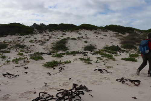 Beach Stinkweed (Oncosiphon sabulosus)