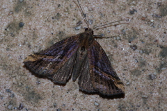 Hypena lignealis