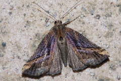 Hypena lignealis