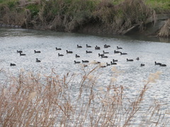 Fulica atra