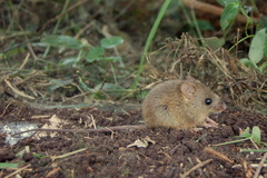 Oligoryzomys nigripes