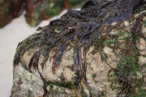 Cape Laver (Porphyra capensis)