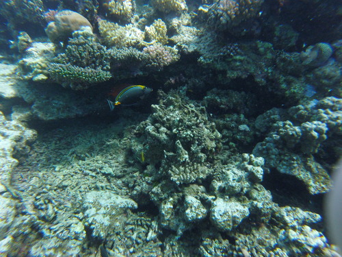 Elegant Unicornfish (Naso elegans)