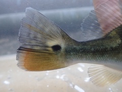 Cichla