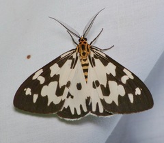 Nyctemera ludekingii