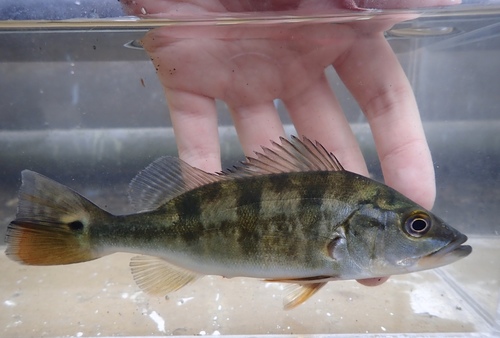 Peacock bass (Cichla monoculus) — Cichlidae — 3
