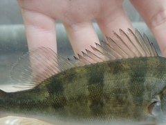 Cichla