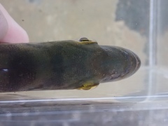 Cichla